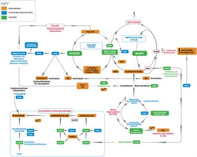 Fundamental Role of Methylenetetrahydrofolate Reductase 677 C → T Genotype and Flavin Compounds in Biochemical Phenotypes for Schizophrenia and Schizoaffective Psychosis